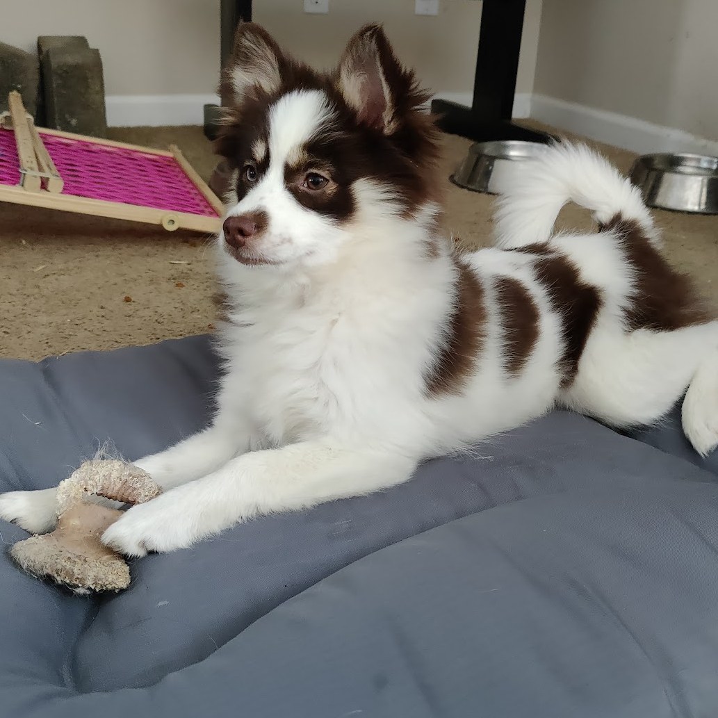 Aurora, a white Pomsky puppy with brown spots
