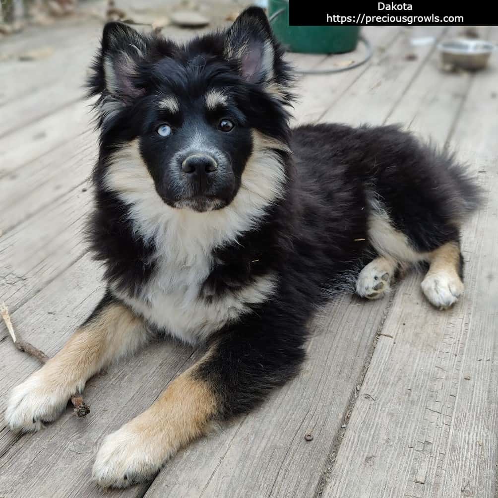 Dakota, a black Pomsky puppy with tan and white markings