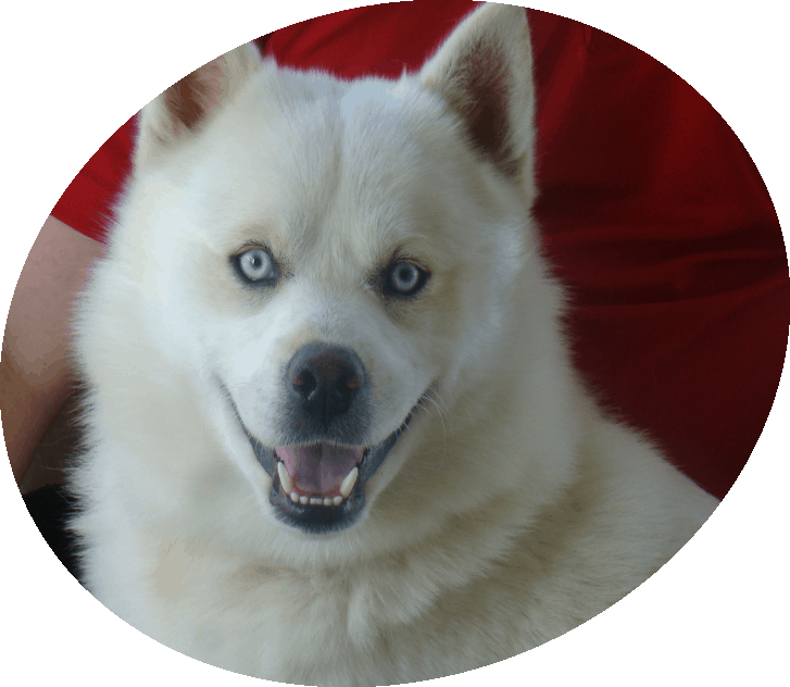Demon, a white Pomsky with blue eyes and light tan markings