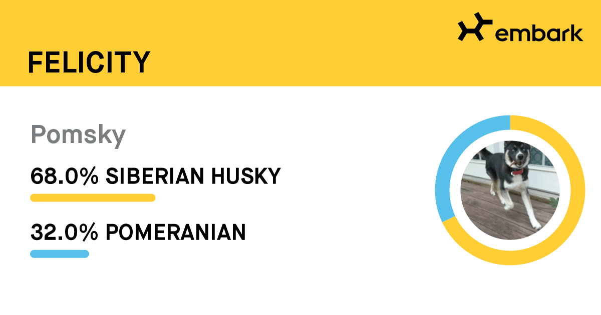 Embark DNA card for Felicity: 68% Siberian Husky, 32% Pomeranian