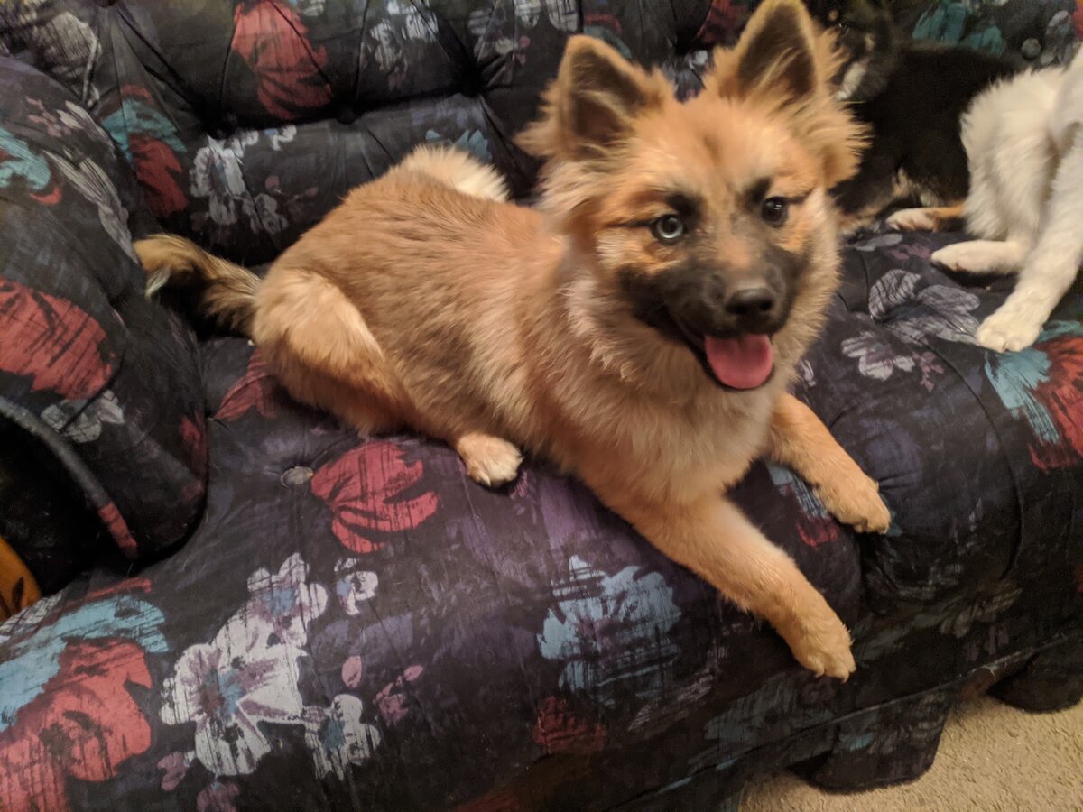 Gizmo, a sable Pomsky lying on a couch with his tongue out