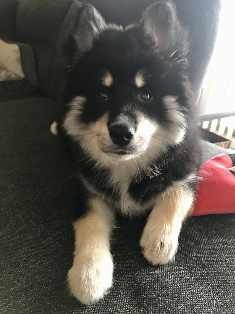 Lakota, a black Pomsky puppy with white and tan markings