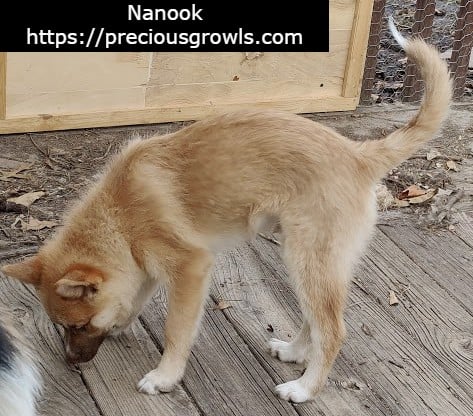 Nanook, a light brown Pomsky puppy with white markings