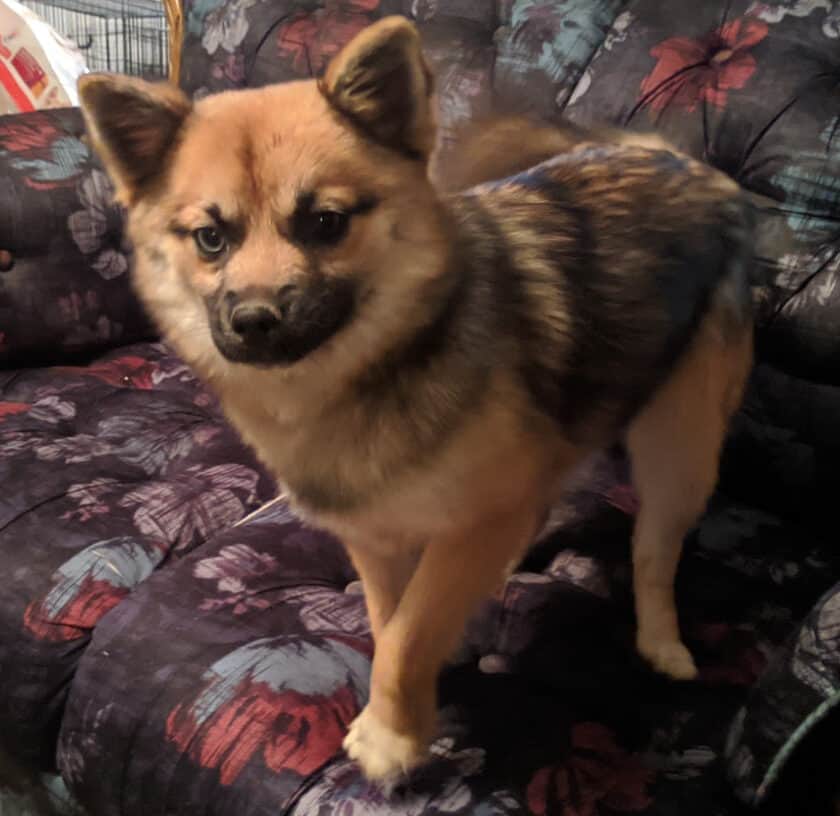 A sable Pomsky with husky markings and upright ears