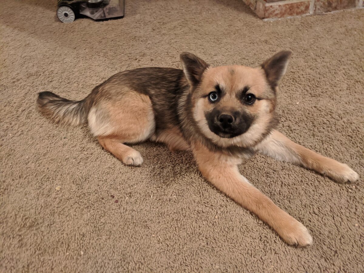 Precious, a sable Pomsky with one blue eye and one brown eye